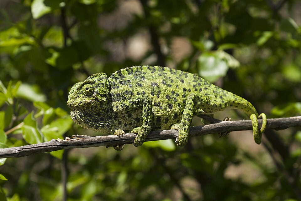 Reptiles & amphibiens