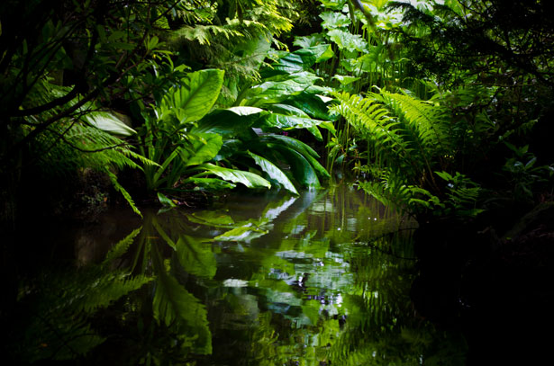 Plantes tropicales